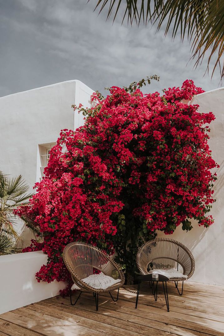 Image of bush with pink flowers and two chairs for Ibiza wedding by Balti Rėmeliai