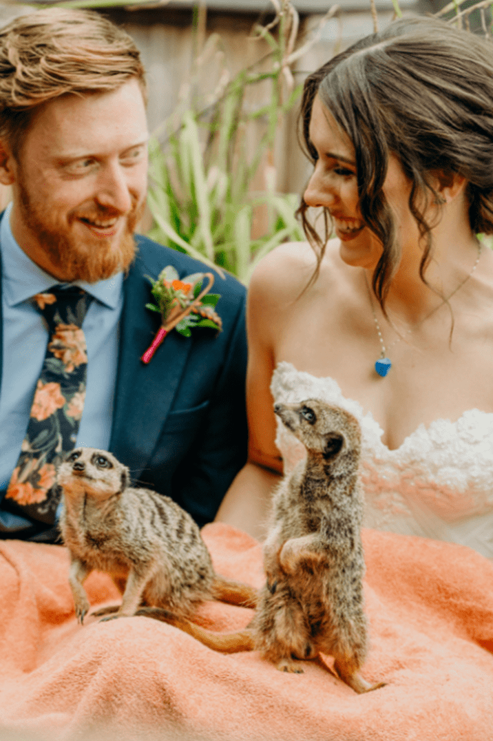 The bride and groom sitting with meerkats at Dartmoor Zoo animal experience for weddings 