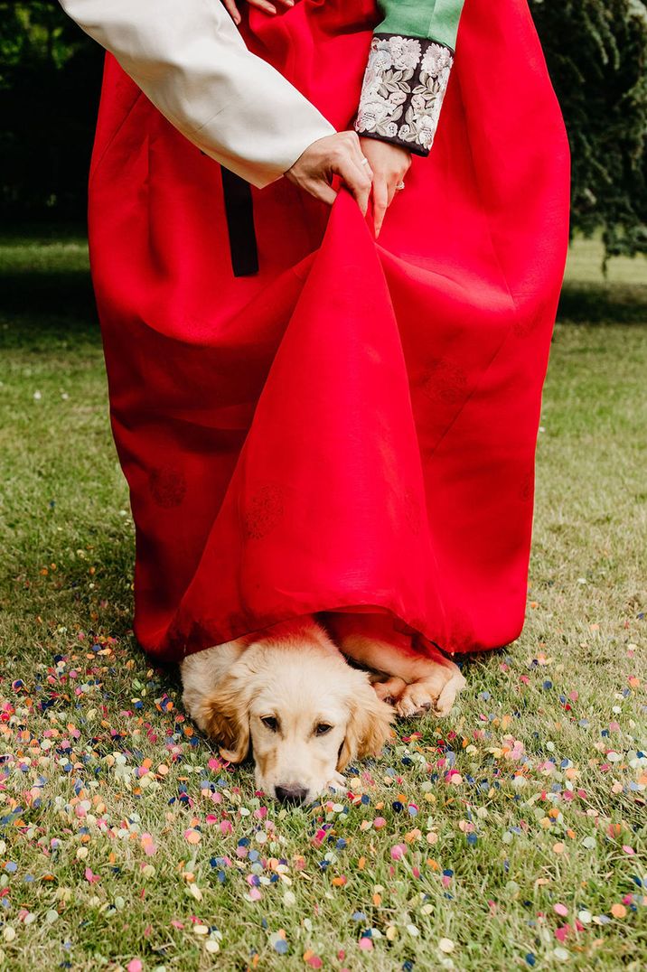 Pet dog sitting under the skirt of the brides red korean wedding dress 