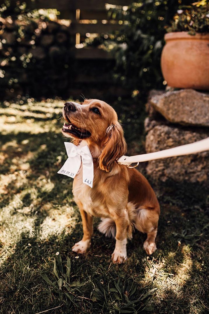 Pet dog wearing a white ribbon bow collar 