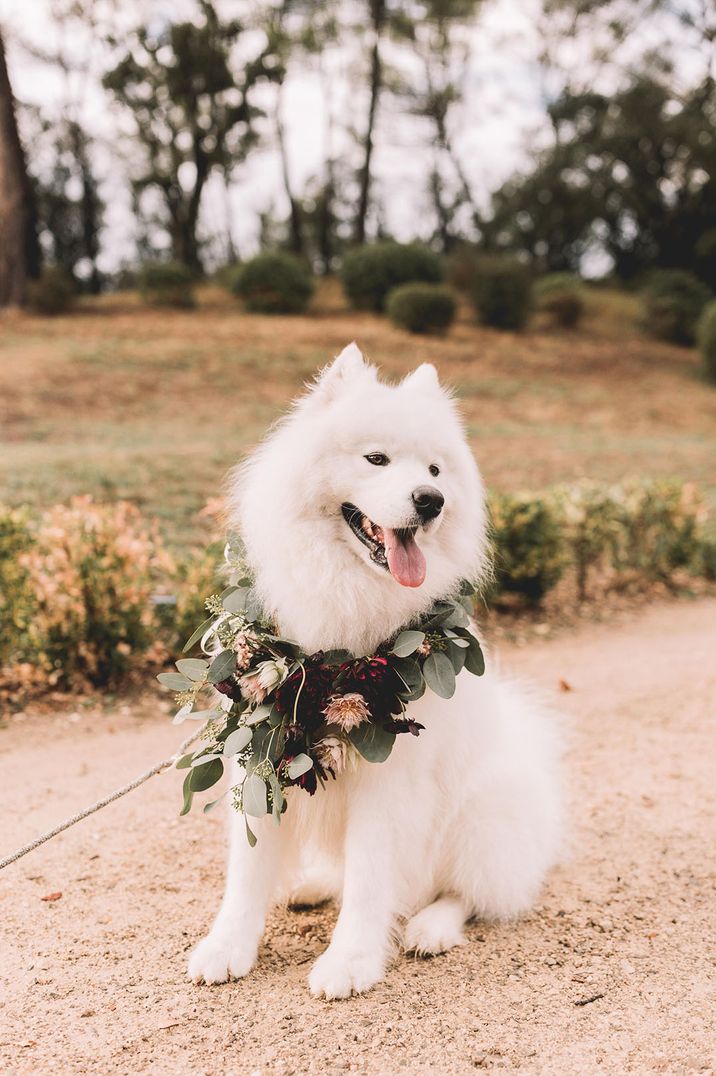 Fluffy pet dog with foliage collar for boho wedding top real wedding of 2023 