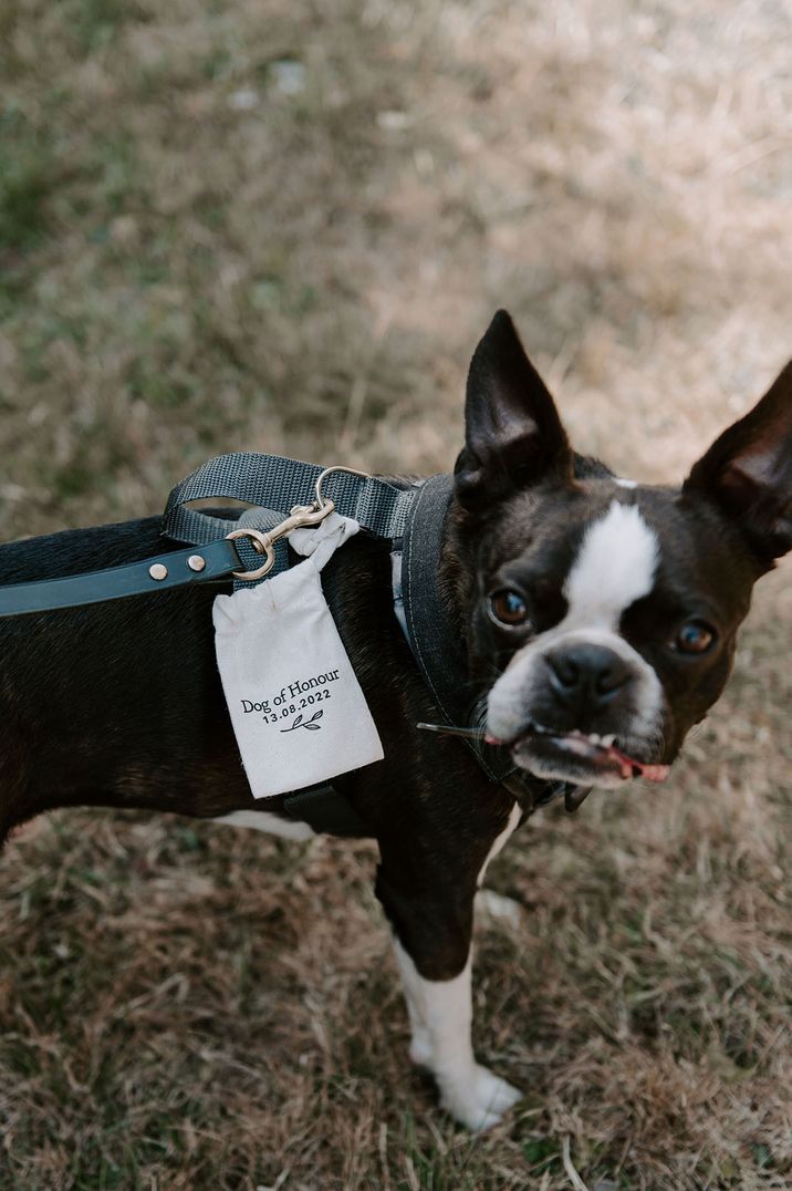 Pet dog wearing neck chief bandana accessory embroidered with the wedding details 