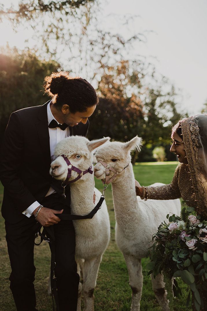 Llamas at multicultural wedding with Nikah ceremony and petting zoo