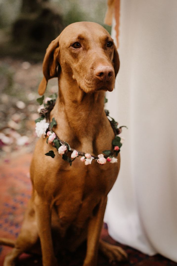 Brown dog wearing a pretty flower collar at the wedding 