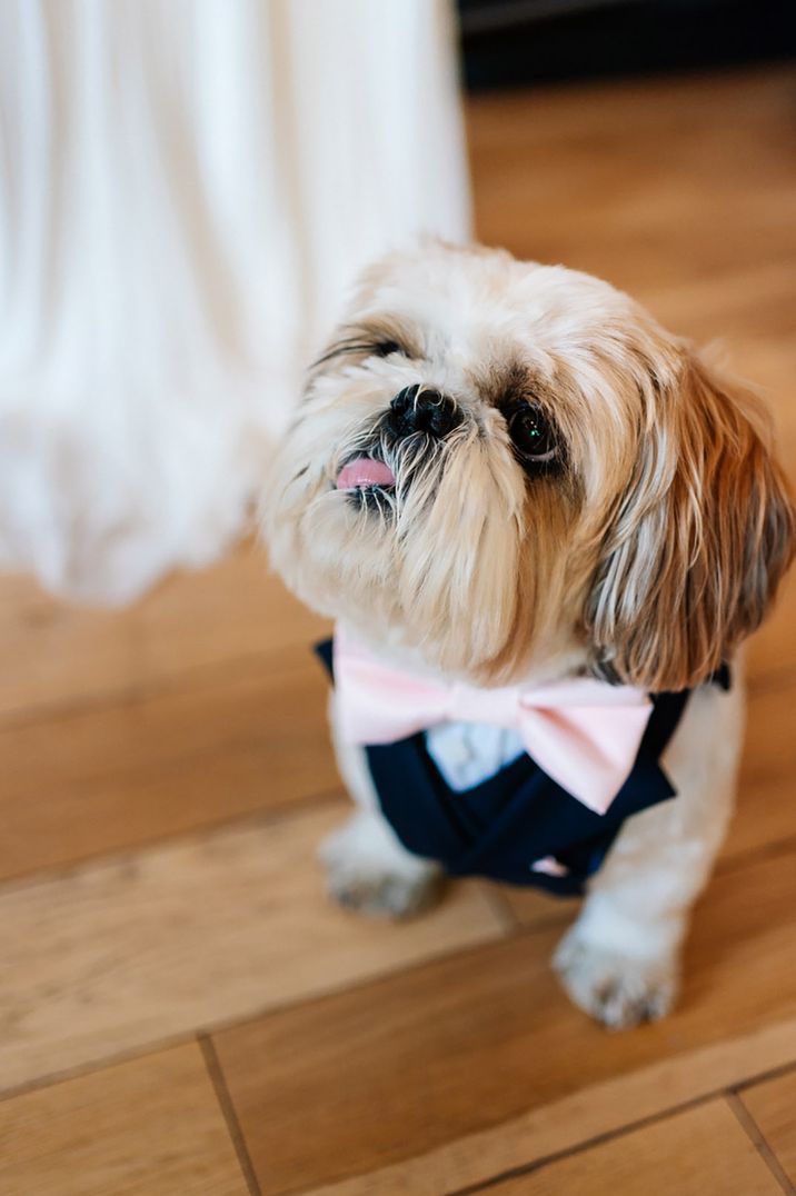 Pet dog wearing wedding tuxedo at dog friendly wedding venue 