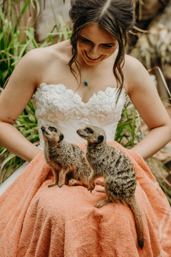 Bride posing with meerkats at the zoo wedding venue in Devon 