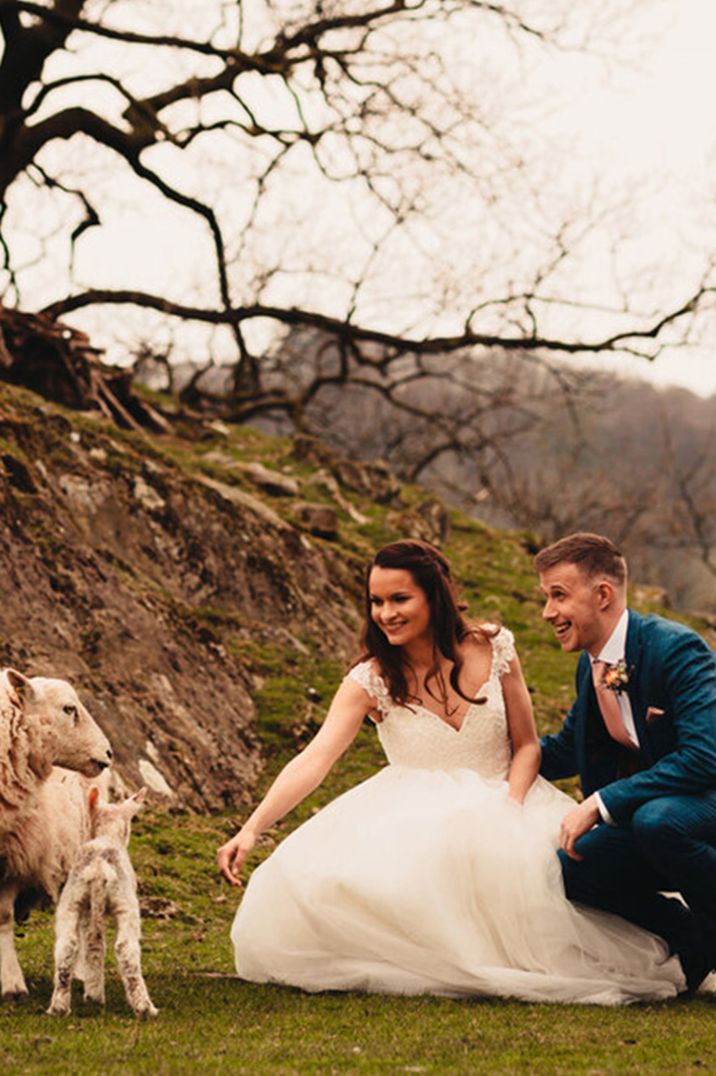 The bride and groom reach out to pet the sheep and lamb on their barn wedding at the Barn in The Fells 