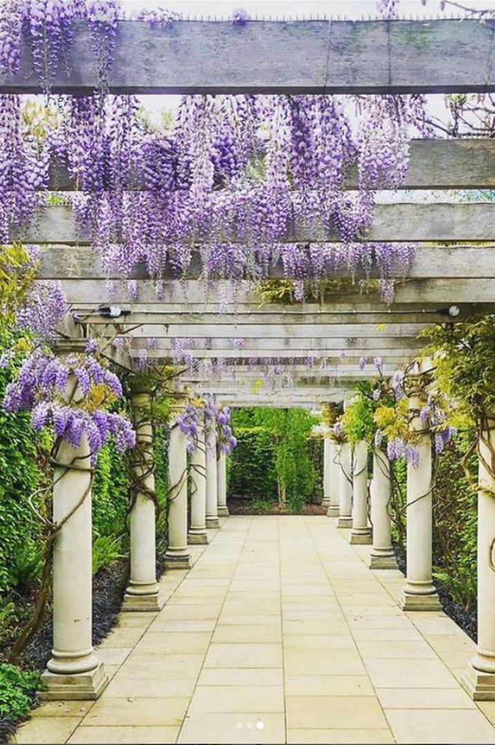 Wisteria flowers decorating Bridgerton inspired hotel and spa 