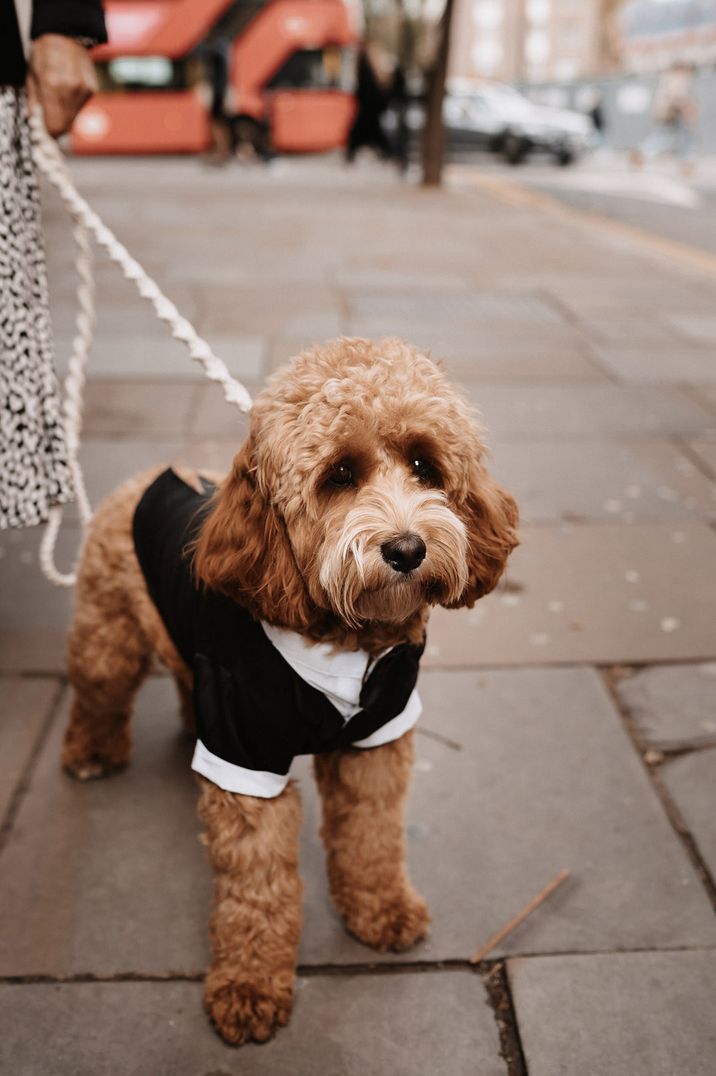 Pet dog wearing black and white doggy tuxedo for wedding 