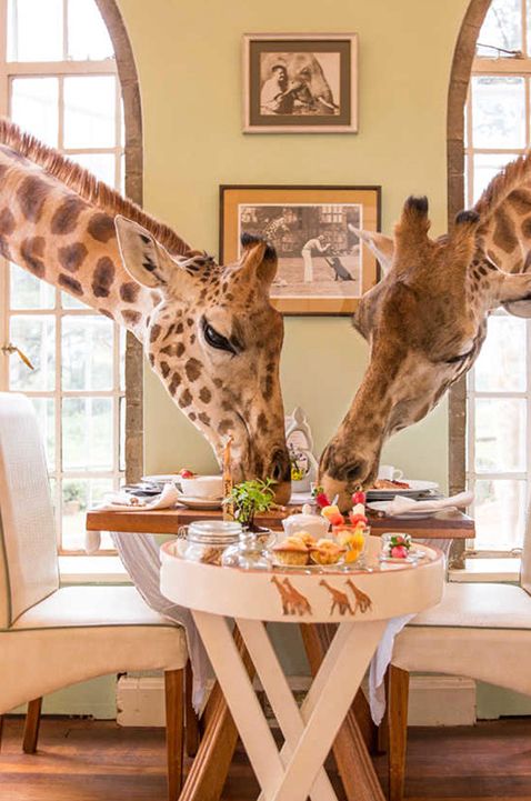 Image of honeymoon destination at Giraffe Manor, Hotel Nairobi with giraffe's leaning head through a window and eating from table