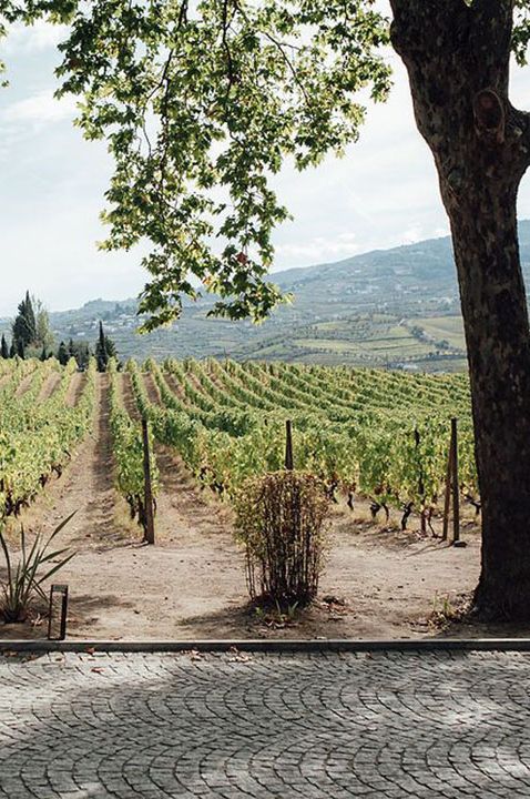 portugal vineyard wedding venue grapevine rows