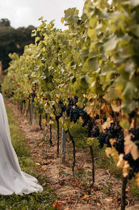 brickhouse vineyard wedding venue, bride in rows of grapevines