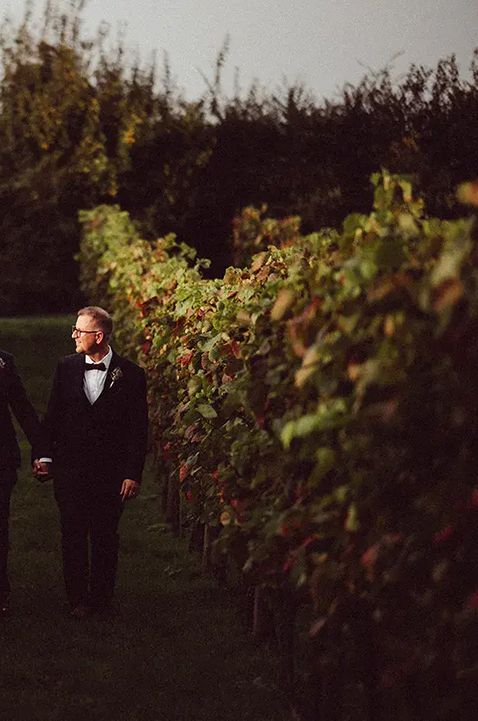 copdock hall vineyard wedding venue, couple in grapevine rows on wedding day