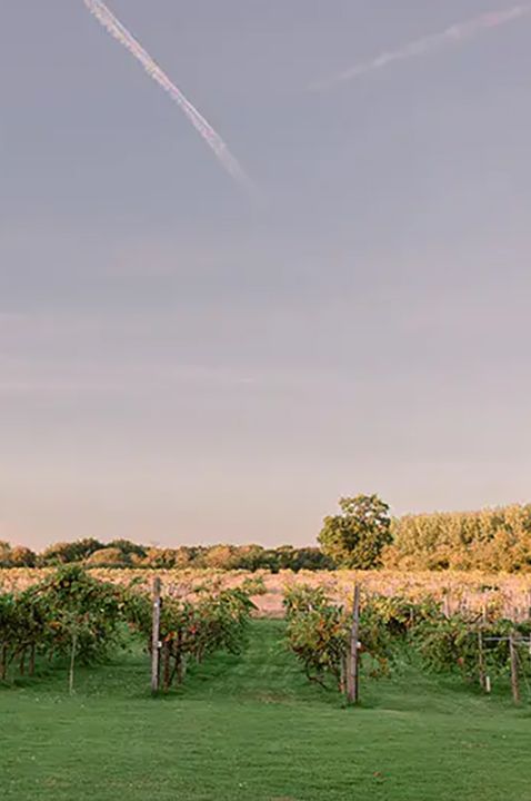 wickham estate vineyard wedding venue grapevines