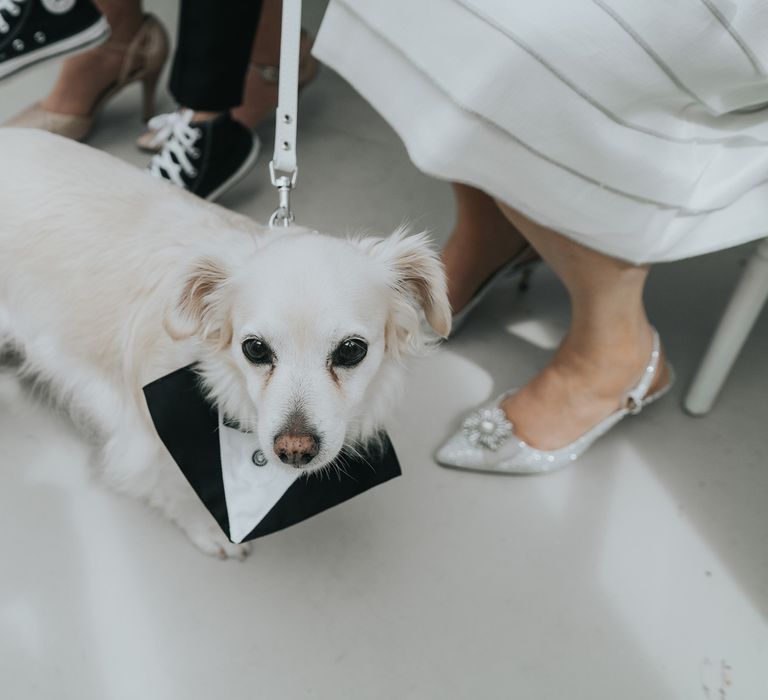 Small white dog with tuxedo collar on white lead in glass conservatory at Came House Dorset wedding