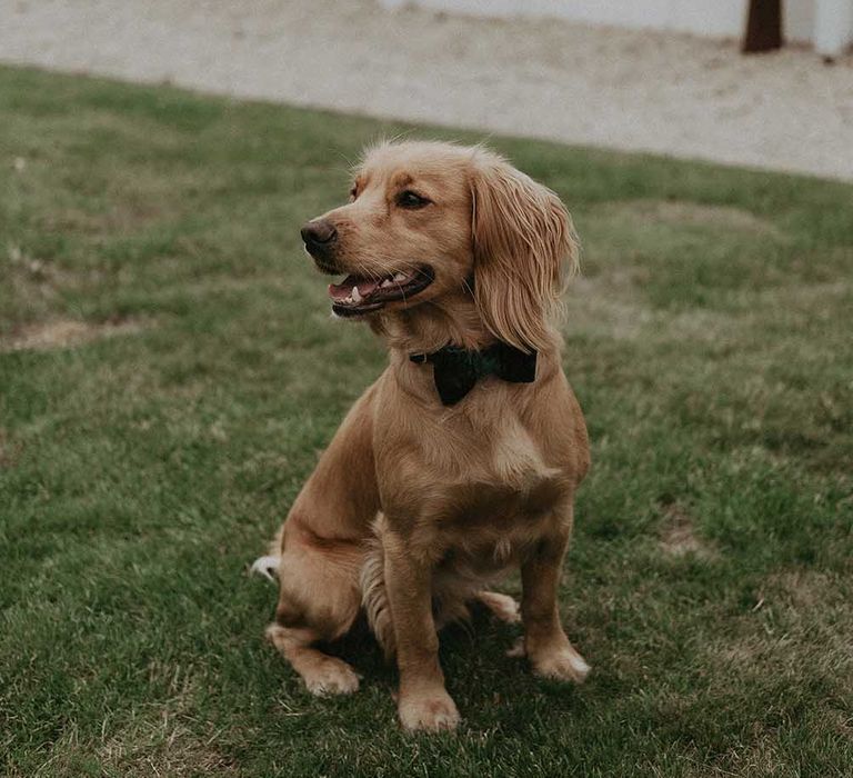 tan spaniel in a black bow tie dog wedding outfit idea 