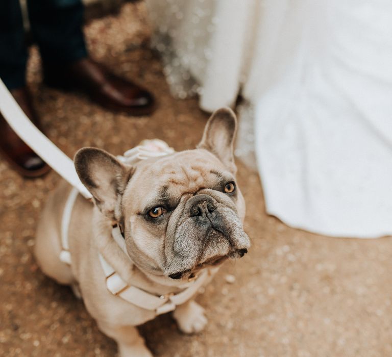 French bulldog stands next to bride and groom outside at wedding