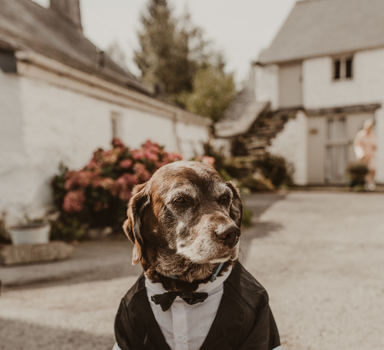 Small dog in a tuxedo wedding outfit idea at farm wedding 