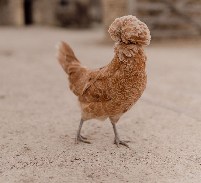 Silkie chicken roams outdoors at Oxleaze Barn 