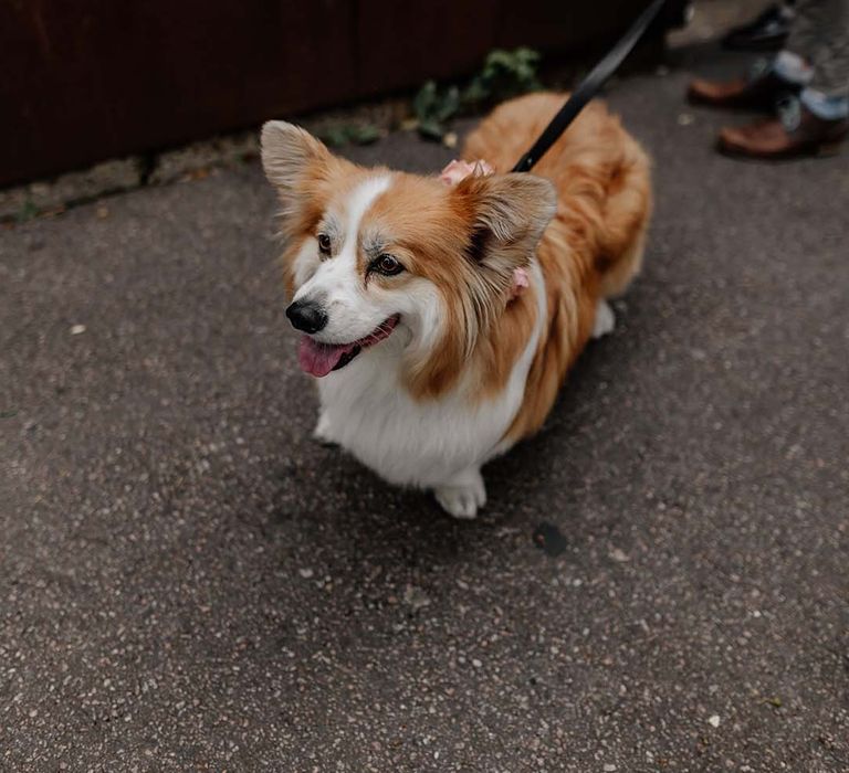 Cute corgi puppy at stylish Hackney Studios wedding