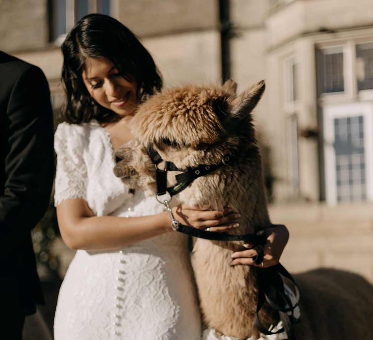 Bride in neck short sleeve wedding dress with button detailing stroking tan alpaca with white rose garland 