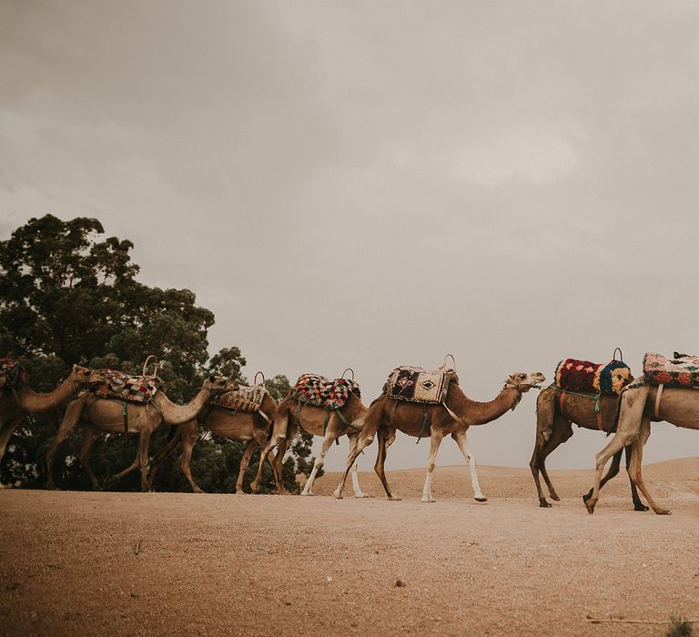 Camels at Marrakech wedding 