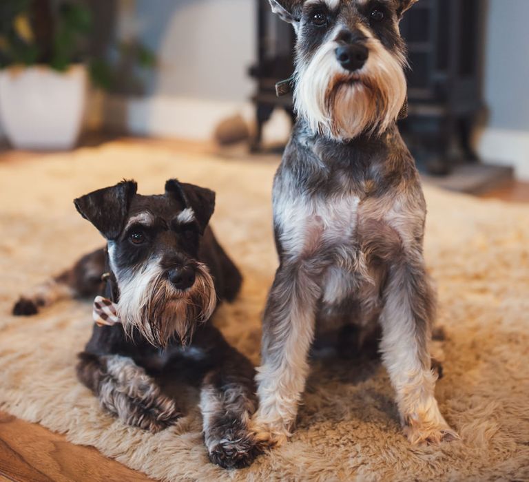 Pet schnauzer dogs at Ireland wedding 