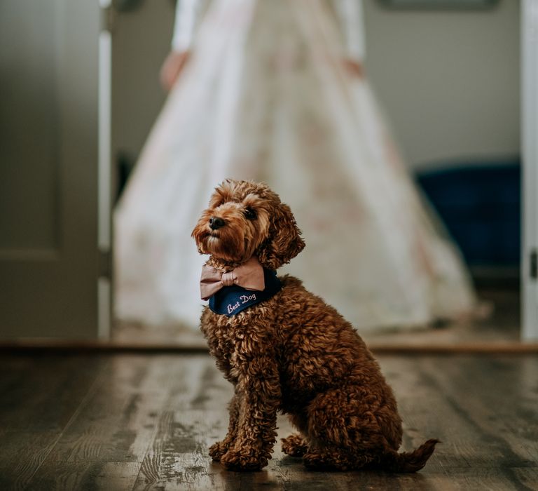 Cockapoo in a embroidered bandana and bow tie dog wedding outfit idea 