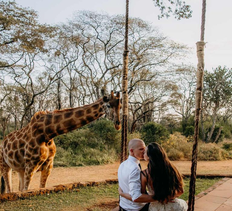 Bride in lace sleeveless wedding dress with puddle train sitting on a swing with groom in white shirt with giraffes in the background