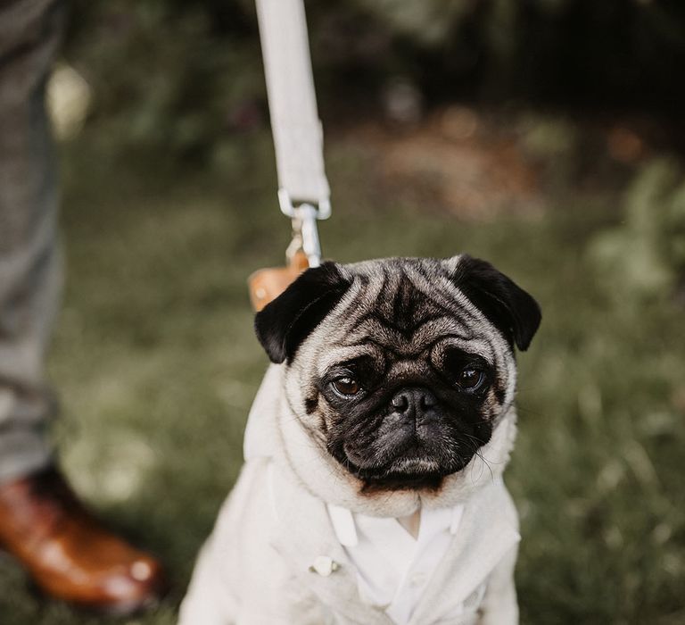 The bride and groom's pet dog wearing a beige stone dog wedding suit 