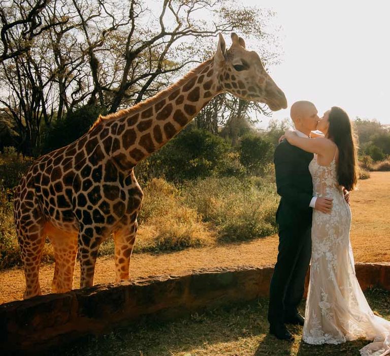 Groom in classic black grooms suit with white pocket square kissing bride in lace sleeveless wedding dress with puddle train with giraffe in the background at intimate elopement ceremony at Giraffe Manor wedding venue in Kenya, East Africa 