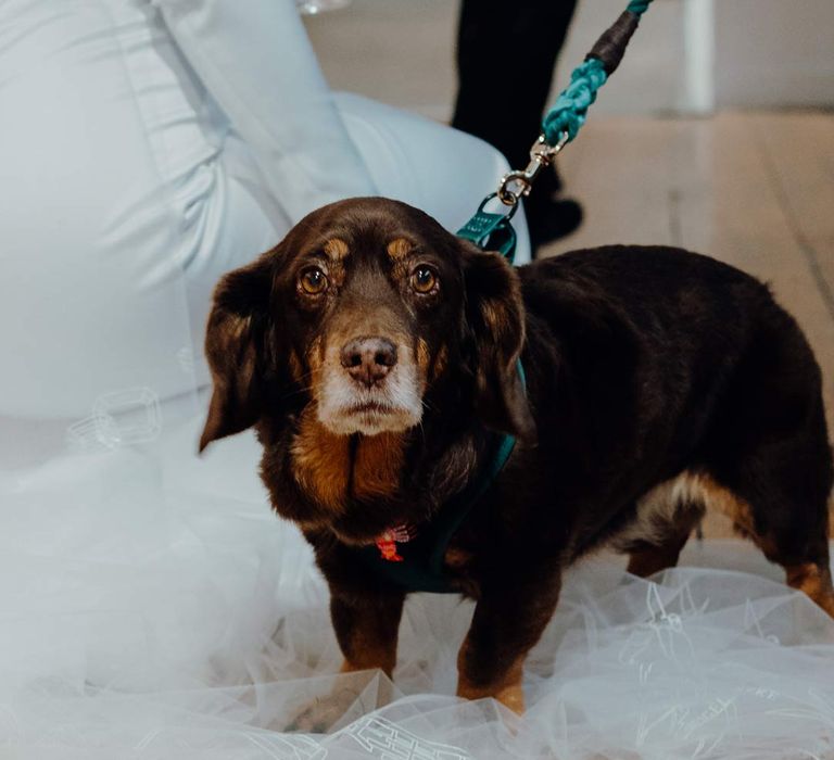 Bride stroking puppy at wedding wearing dark green velvet dog harness