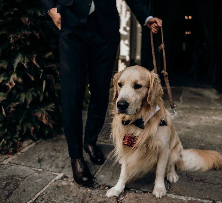 Golden retriever ring bearer at Salzburg destination wedding. 