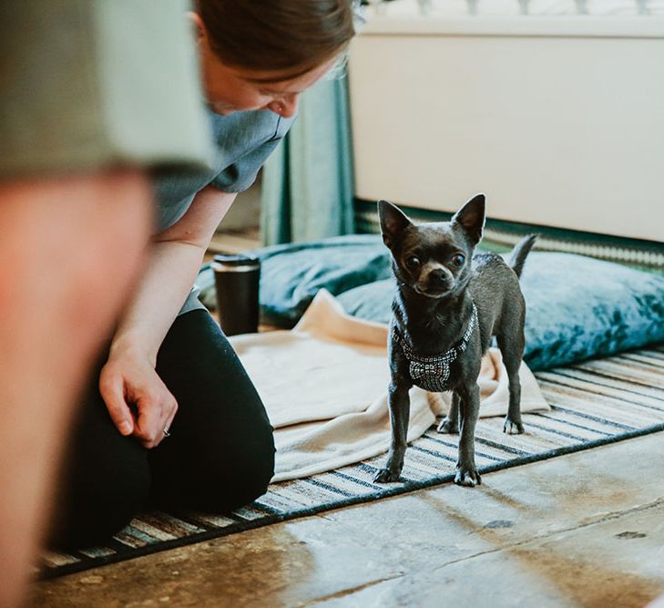 Pet dog wears little bow tie for wedding day in Cornwall 