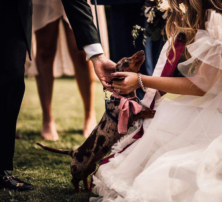 Bride in white Halfpenny London Mayfair dress with ruffled sleeves kneels stroking daschund in pink bow at garden wedding reception in Cornwall