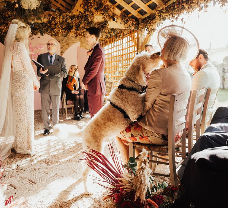 Dug the ring bearer dog gives kisses to a wedding guest as the wedding ceremony takes place 