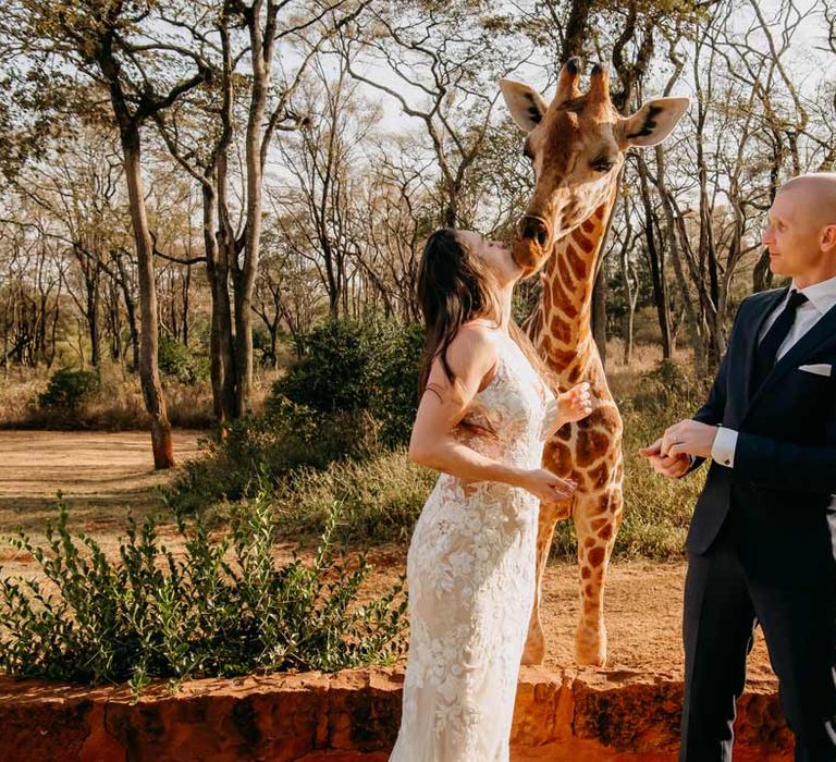 Bride in lace sleeveless wedding dress with puddle train sharing a kiss with a giraffe at Giraffe Manor wedding venue Kenya