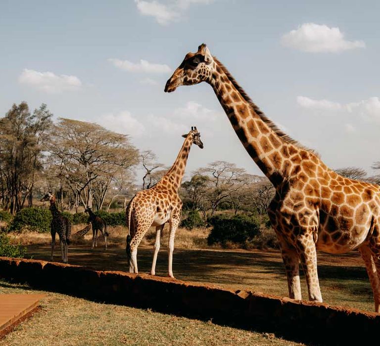 Giraffes roaming the grounds of Giraffe Manor wedding venue for intimate elopement ceremony