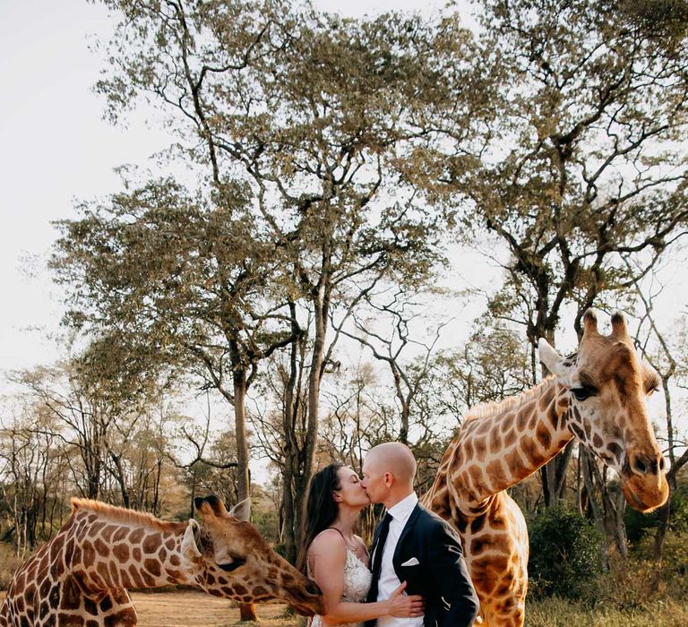 Bride in lace sleeveless wedding dress with puddle train kissing groom in classic black grooms suit with white pocket square with two giraffes by their side at Giraffe Manor wedding 