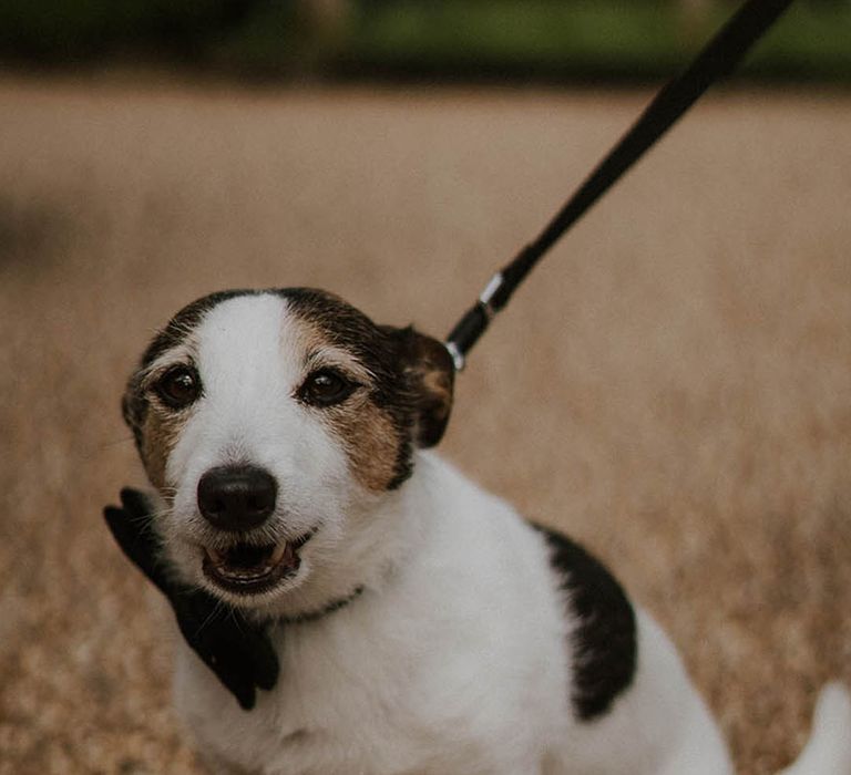 Pet dog at the wedding wearing a black bow tie 