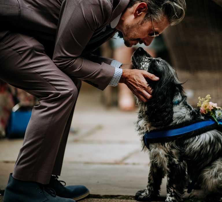 Groom in brown Moss Bros suit and blue suede boots leans down to say hello to black and white spaniel wearing blue harness and multicoloured buttonhole