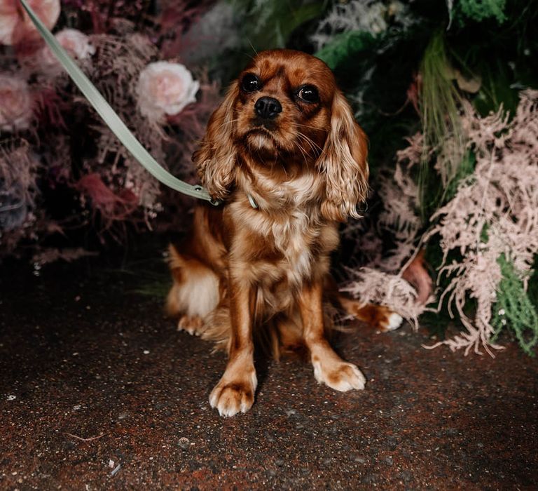 tan King Charles Spaniel dog at modern stylish London wedding 