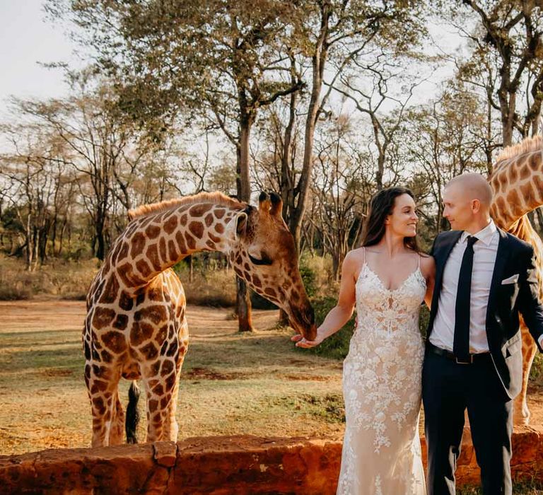 Bride in lace sleeveless wedding dress with puddle train feeding giraffe with groom in classic black grooms suit with white pocket square feeding another giraffe