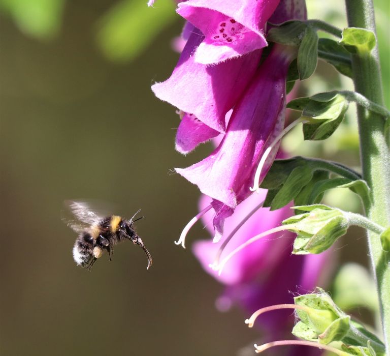 Planting for insects at The Oak Barn