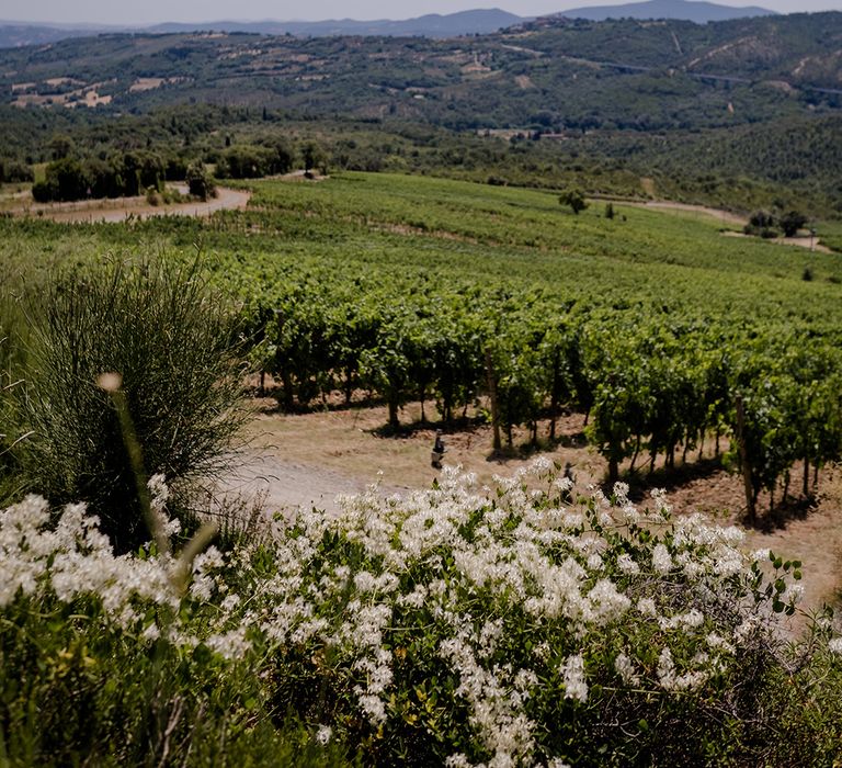 Vineyard in Tuscan countryside surrounded by bright blue sky 