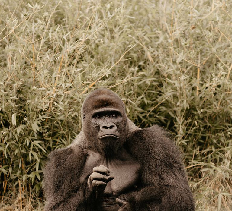 Gorilla at wildlife park in Kent 