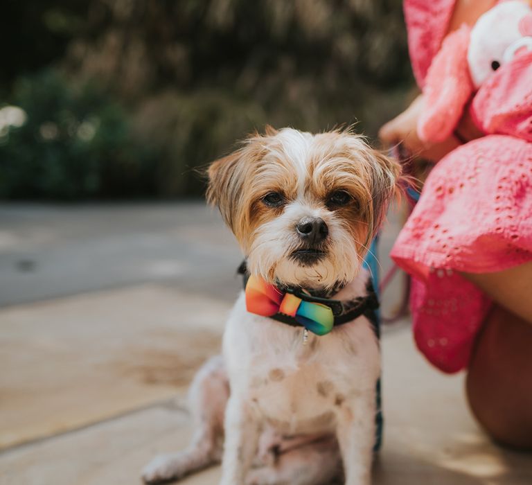 dog in a bow tie at Devonshire wedding 