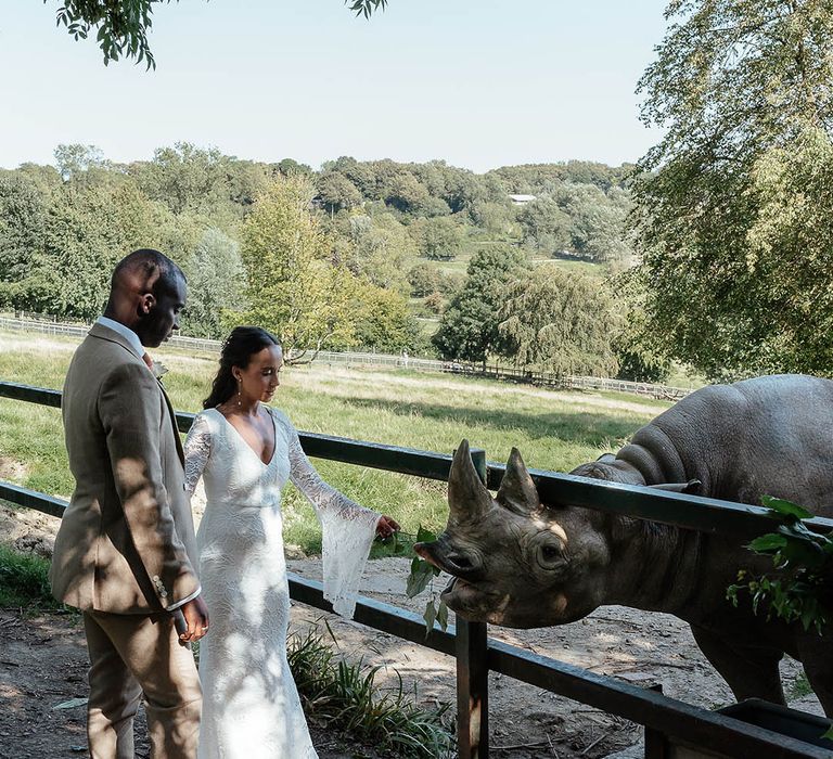 Rhino at safari wedding behind a fence as the bride and groom say hello 