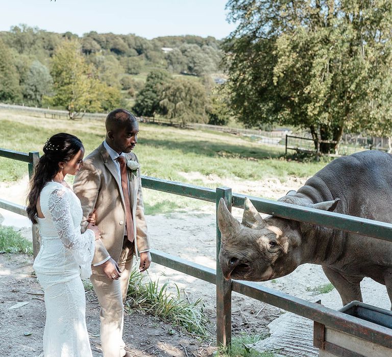 The bride and groom feed the rhinos at safari wedding at Port Lympne 