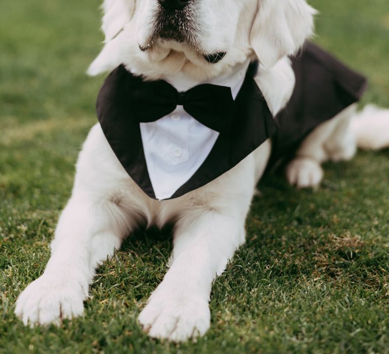 Fluffy pet dog wearing a black and white tuxedo dog wedding outfit 